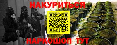 индика Лесосибирск
